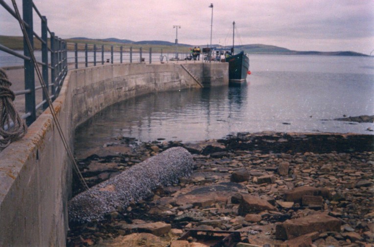 margaretmoargoosebarnacl001-2-2