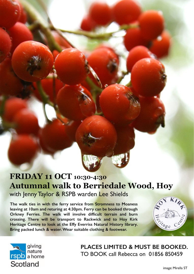 Berriedale walk Rowan.jpg