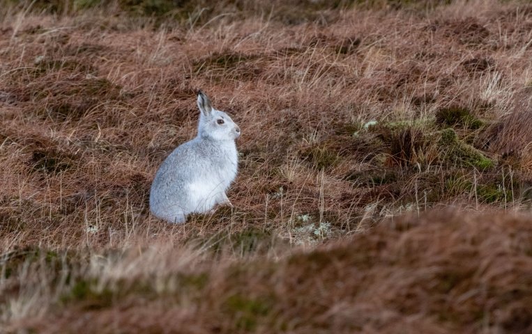 mountain_hare_003